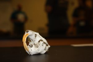 Animal Skull